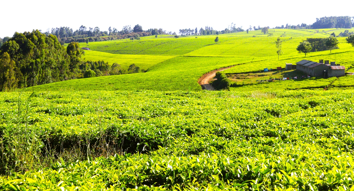 Kenyan Tea