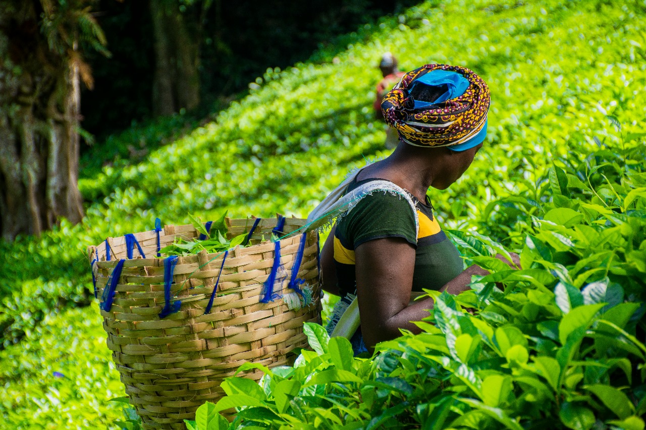 Kenyan Tea Harvest